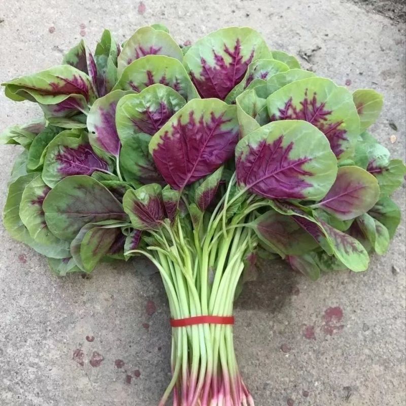 农家现挖现送红苋菜苋菜