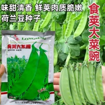 荷兰豆种子食荚大菜豌豌豆种子白花豌豆荚种子味甜清香菜豌豆