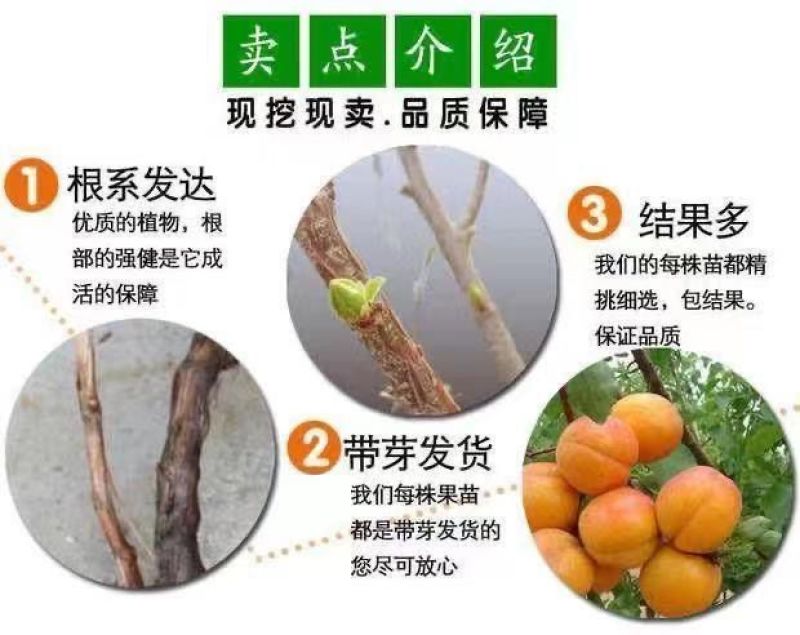 果园直发杏树苗新品种芒果油杏珍珠油杏现挖现发包品种成活