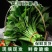 农家现挖先发红薯叶批发