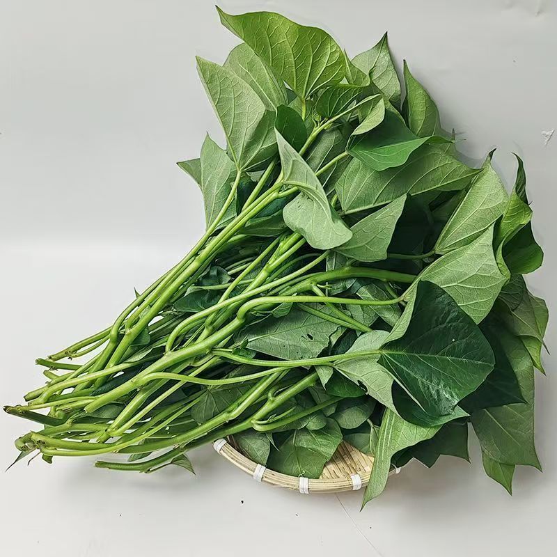 农家现挖先发红薯叶批发