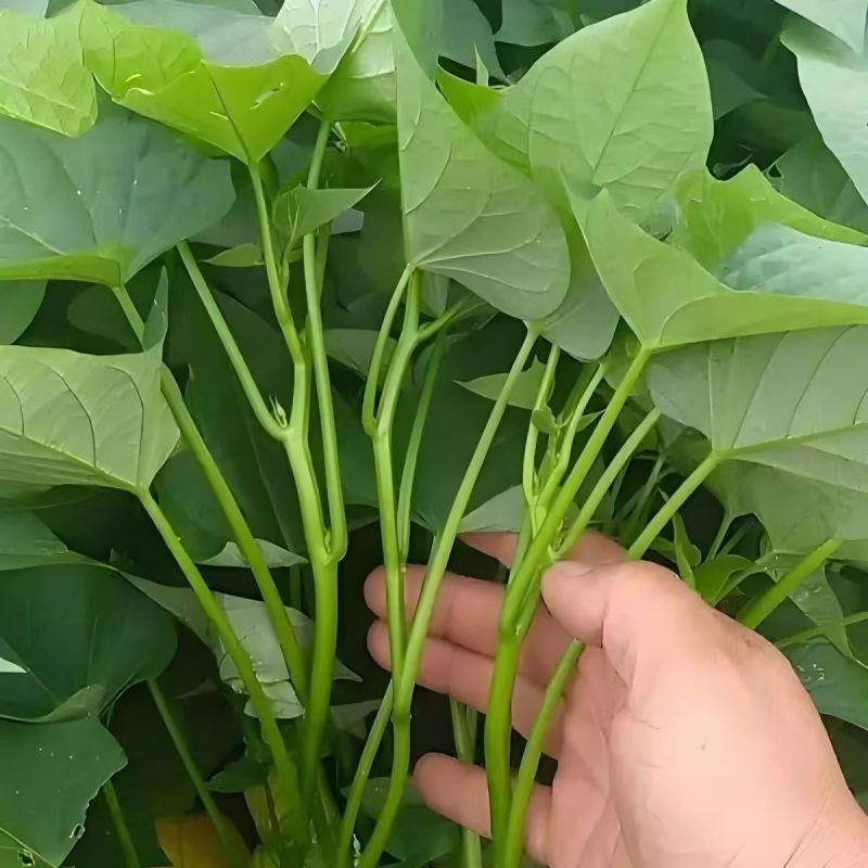 农家现挖先发红薯叶批发