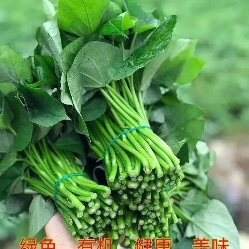 农家现挖先发红薯叶批发