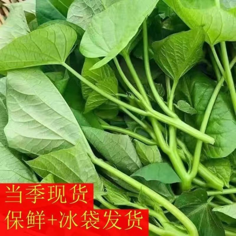 农家现挖先发红薯叶批发