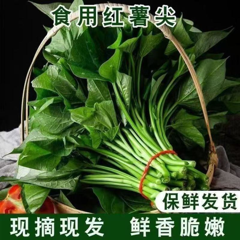 农家现挖先发红薯叶批发