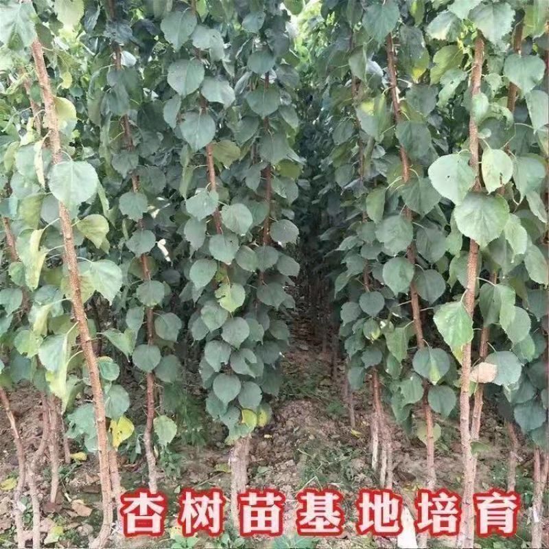 果园直发杏树苗新品种特大帝王凯特杏现挖现发包品种成活率