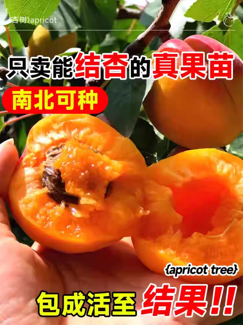 果园直发杏树苗新品种特大帝王凯特杏现挖现发包品种成活率