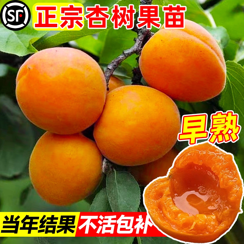 果园直发杏树苗新品种特大帝王凯特杏现挖现发包品种成活率