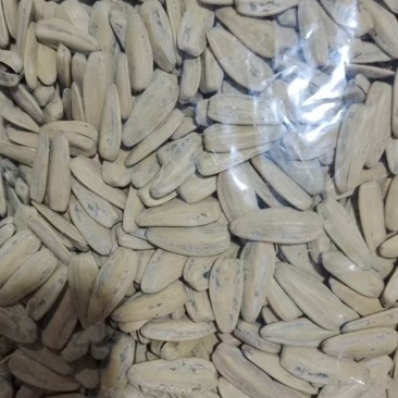 五香脱皮打手瓜子，电商通用货可来聊