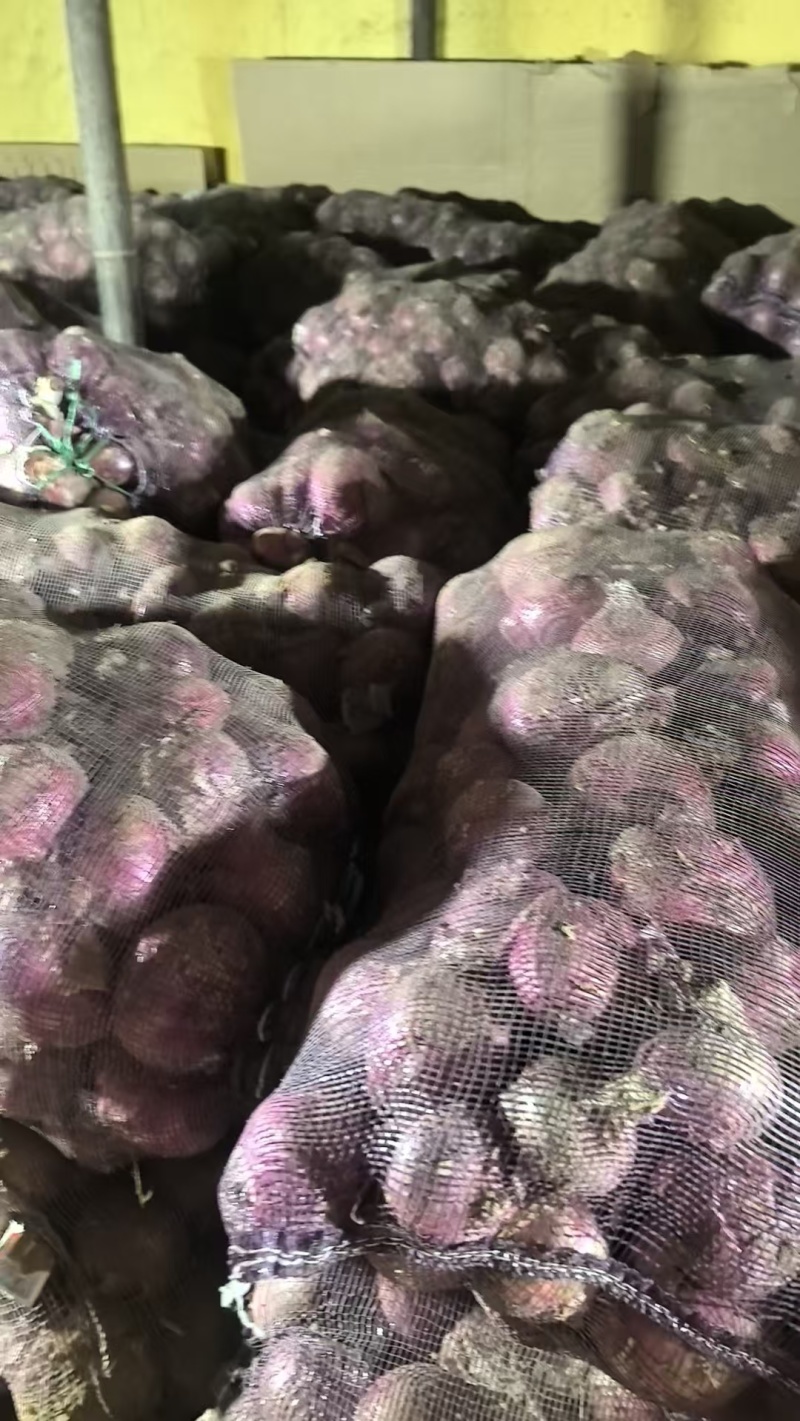 洋葱