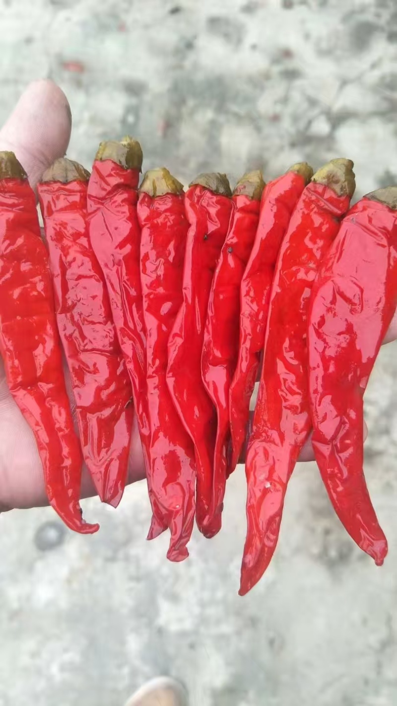 【腌辣椒】泡椒/红辣椒/津红二号/酱香浓郁腌制软皮辣椒