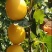 秋月梨