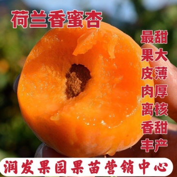 果园直发杏树苗新品种荷兰香蜜杏红丰杏现挖现发包品种成活