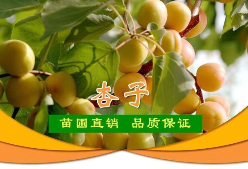 果园直发杏树苗新品种荷兰香蜜杏红丰杏现挖现发包品种成活