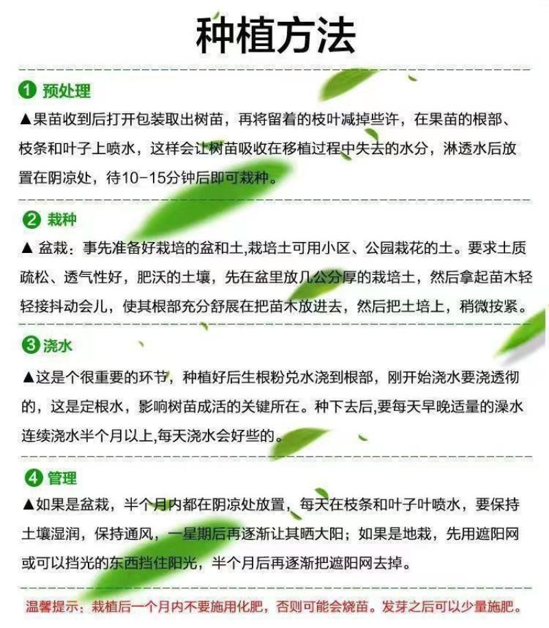 果园直发杏树苗新品种荷兰香蜜杏红丰杏现挖现发包品种成活