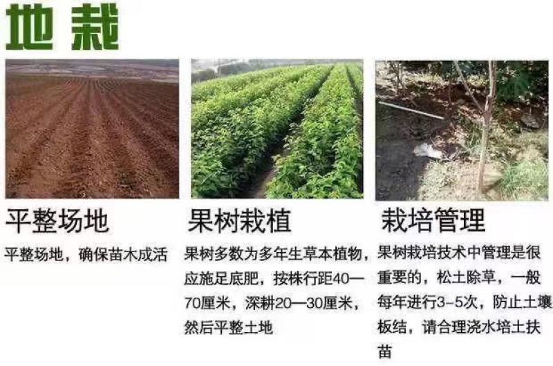 果园直发杏树苗新品种荷兰香蜜杏红丰杏现挖现发包品种成活