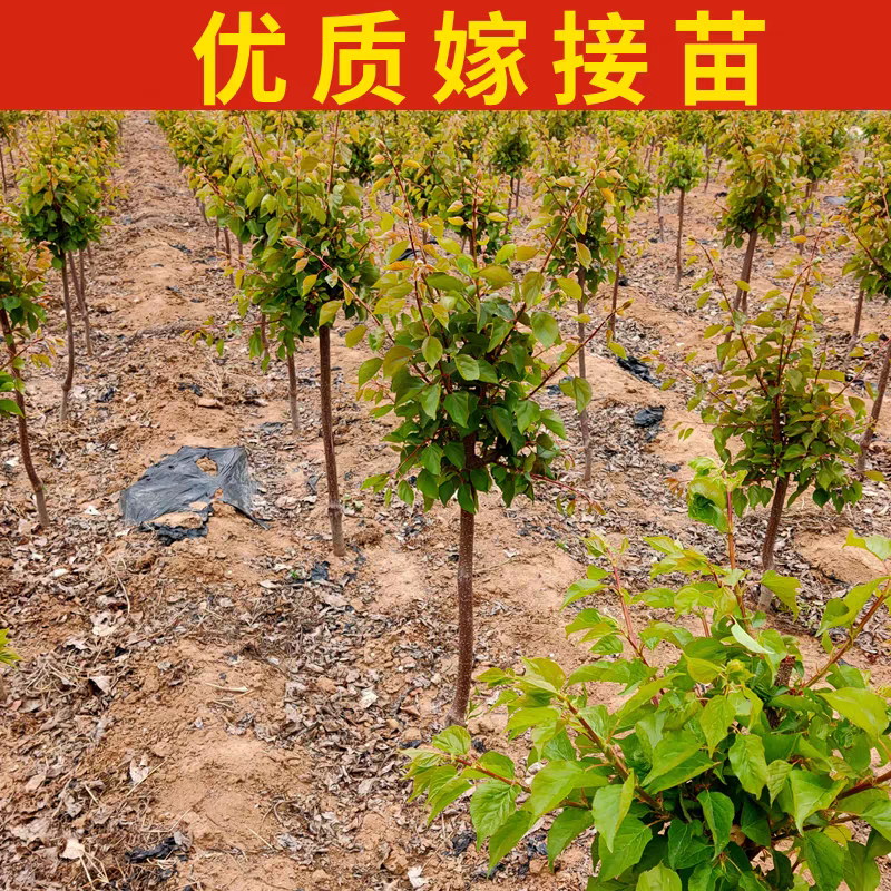 果园直发杏树苗新品种荷兰香蜜杏红丰杏现挖现发包品种成活