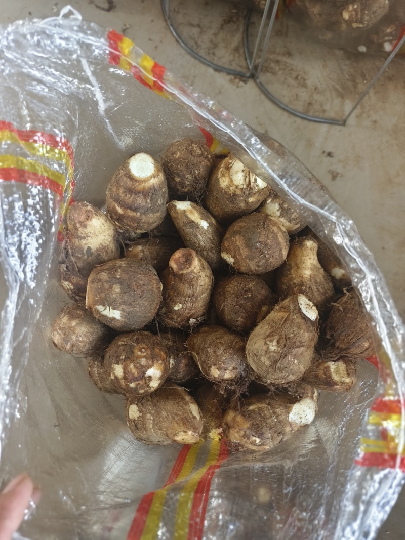 芋头8520毛芋头产地直发，货源充足，规格齐全，全国发货