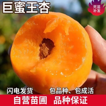 果园直发杏树苗特大巨蜜王杏纱巾红杏现挖现发包品种成活率