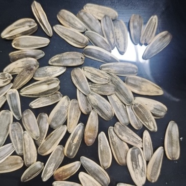 黑皮原味瓜子大颗粒电商通用货可聊