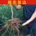 果园直发杏树苗特大巨蜜王杏纱巾红杏现挖现发包品种成活率