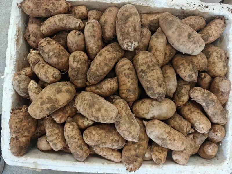 天麻四川杂交鲜天麻大量上市，量大价格从优，可视频看货