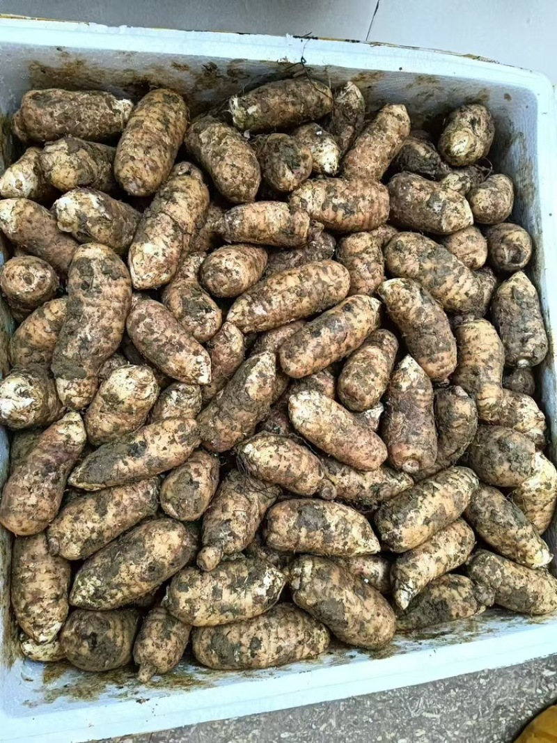 天麻四川杂交鲜天麻大量上市，量大价格从优，可视频看货