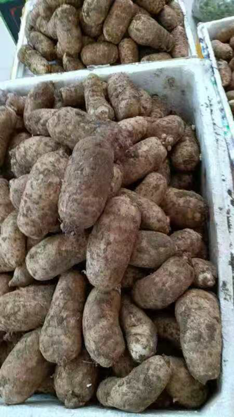 天麻四川杂交鲜天麻大量上市，量大价格从优，可视频看货
