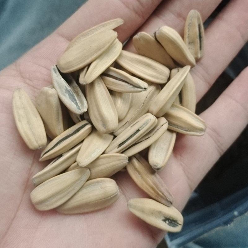 电商货电商来聊，五香脱皮瓜子通用货电商