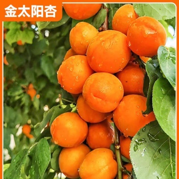 果园直发杏树苗早熟金太阳杏香白杏树现挖现发包品种成活率