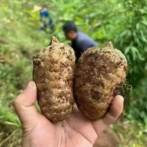鲜天麻，一件80斤，大中小号都有，现挖现卖，需要提前联系