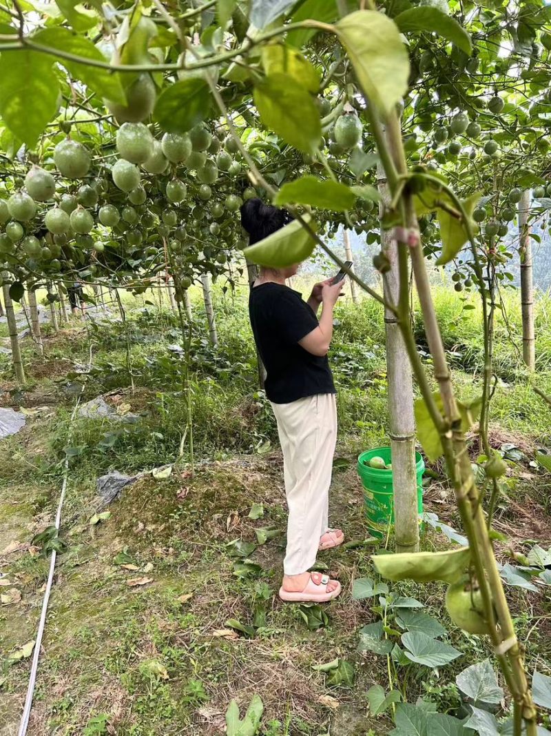 广西高山黄金百香果钦密9号百香果产地直销量大从优