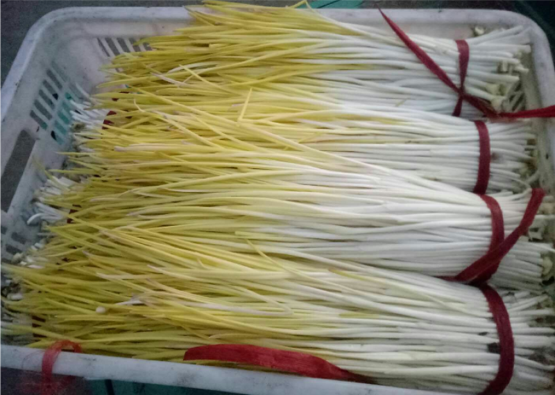 山东精品蒜黄