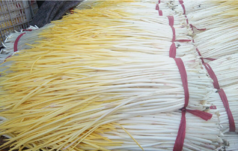 山东精品蒜黄