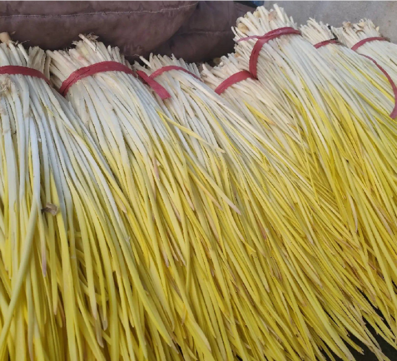山东精品蒜黄