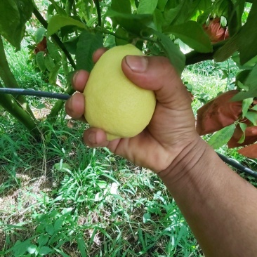 自家优力克柠檬黄果分季节青果四季供