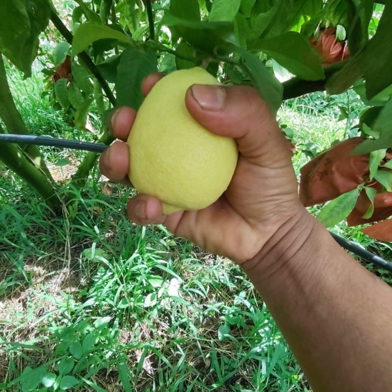 自家优力克柠檬黄果分季节青果四季供