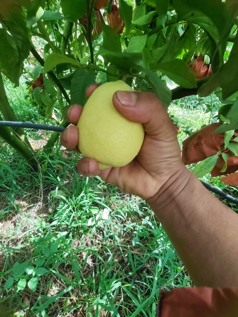 自家优力克柠檬黄果分季节青果四季供