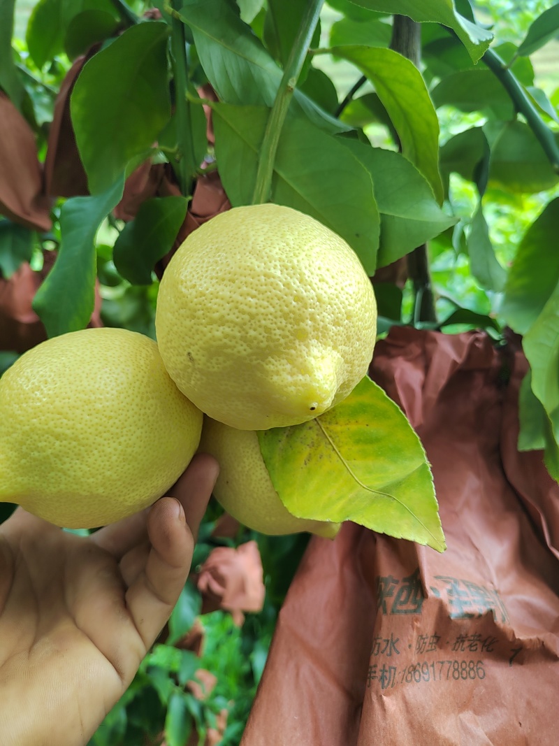 自家优力克柠檬黄果分季节青果四季供