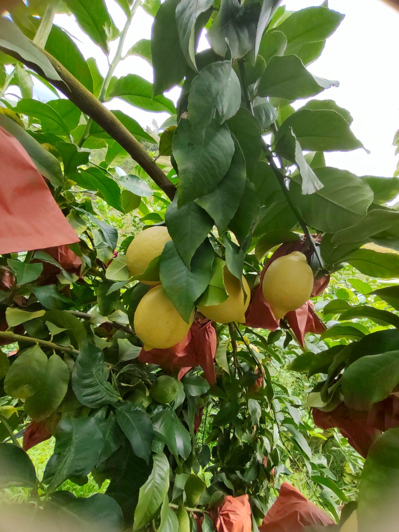 自家优力克柠檬黄果分季节青果四季供