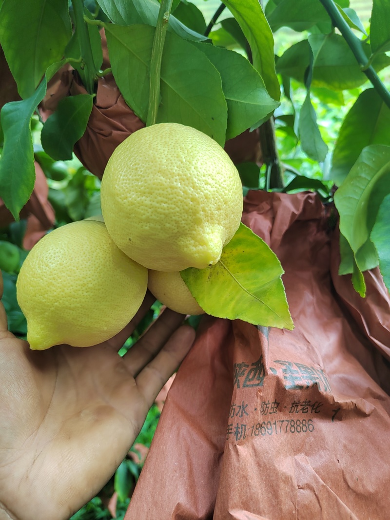 自家优力克柠檬黄果分季节青果四季供