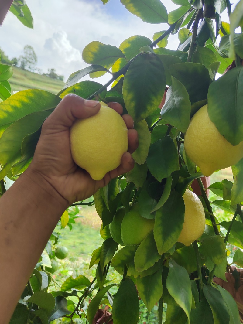 自家优力克柠檬黄果分季节青果四季供
