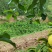 自家优力克柠檬黄果分季节青果四季供