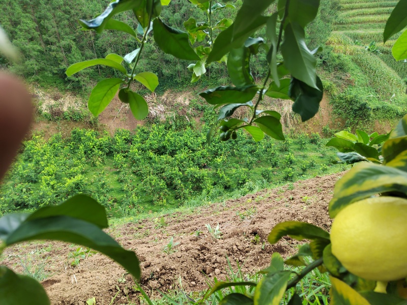 自家优力克柠檬黄果分季节青果四季供