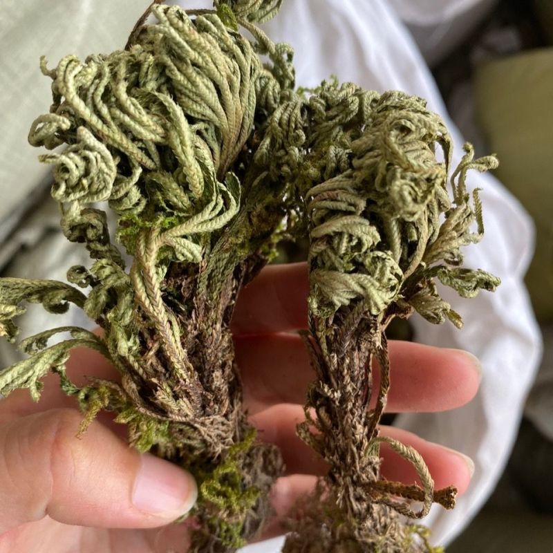 卷柏/山东产地直销/质量保证/亳州线下10年老店