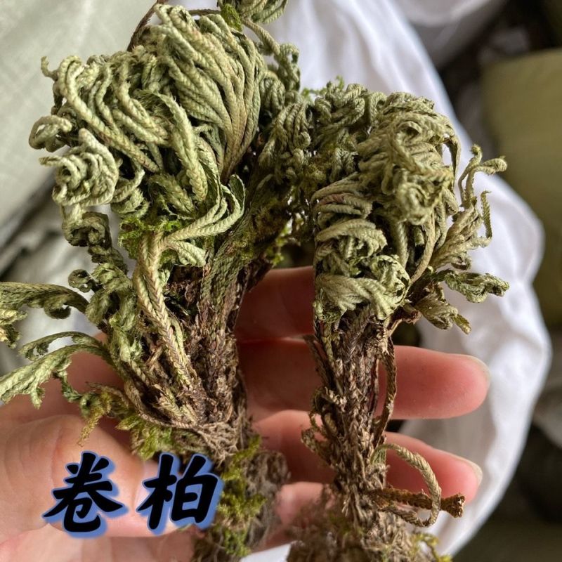 卷柏/山东产地直销/质量保证/亳州线下10年老店