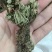 卷柏/山东产地直销/质量保证/亳州线下10年老店