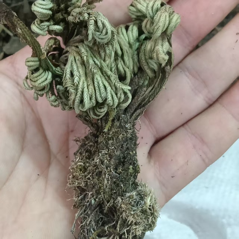 卷柏/山东产地直销/质量保证/亳州线下10年老店