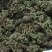 卷柏/山东产地直销/质量保证/亳州线下10年老店