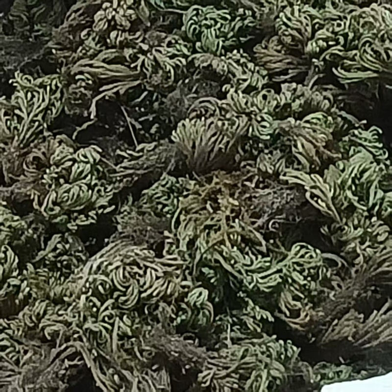 卷柏/山东产地直销/质量保证/亳州线下10年老店